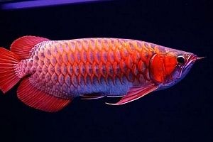 綠皮紅辣椒龍魚怎么做（綠皮紅辣椒龍魚的飼養方法）