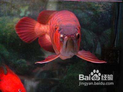 小龍魚喂什么長得快一點：小龍魚喂什么長得快一點，