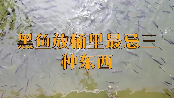 龍魚黑云魚最忌三個東西