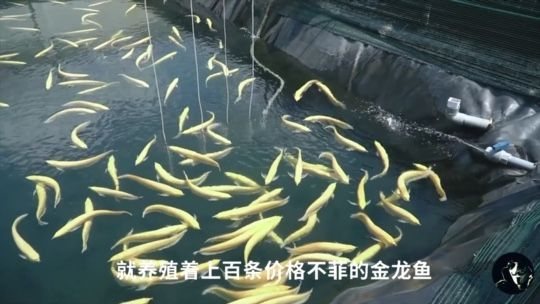 農(nóng)村小伙護(hù)理金龍魚(yú)，月入過(guò)萬(wàn)，他憑借這個(gè)訣竅：養(yǎng)殖金龍魚(yú)到底有多賺錢(qián)，一個(gè)池塘就有幾百條