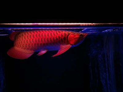 龍魚(yú)能承受的最低溫度：龍魚(yú)冬季養(yǎng)護(hù)技巧，龍魚(yú)的最低耐受溫度為[需手動(dòng)填充]