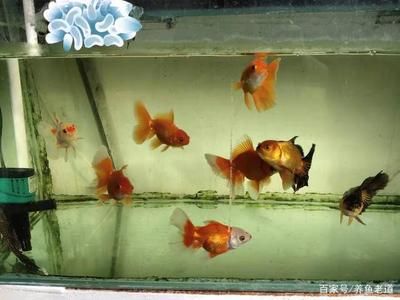 龍魚飼料自制方法：自制龍魚飼料的方法