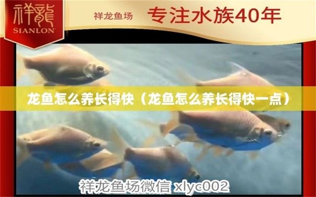 龍魚魚苗好養嗎怎么養的（飼養龍魚魚苗的方法）