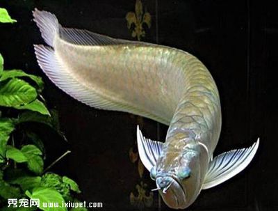大銀龍魚值錢嗎（銀龍魚價格多少錢一只銀龍魚多少錢一只銀龍魚價格對比）