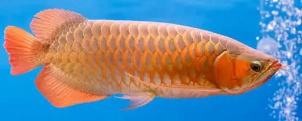 龍魚怎么交配產卵（如何判斷龍魚是否進入發情期,龍魚繁殖后的水質管理技巧） 龍魚怎么交配產卵（如何判斷龍魚是否進入發情期,龍魚繁殖后的水質管理技巧） 龍魚百科 第4張