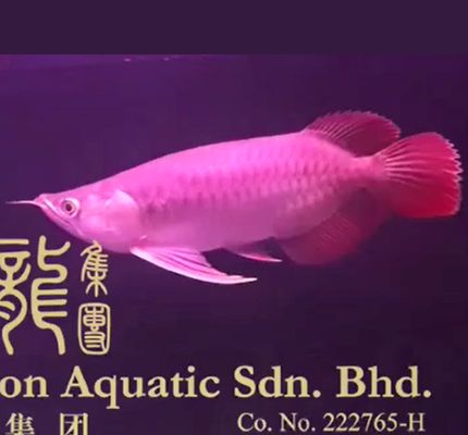 祥龍龍魚魚糧官方旗艦店地址：祥龍龍魚魚糧官方旗艦店