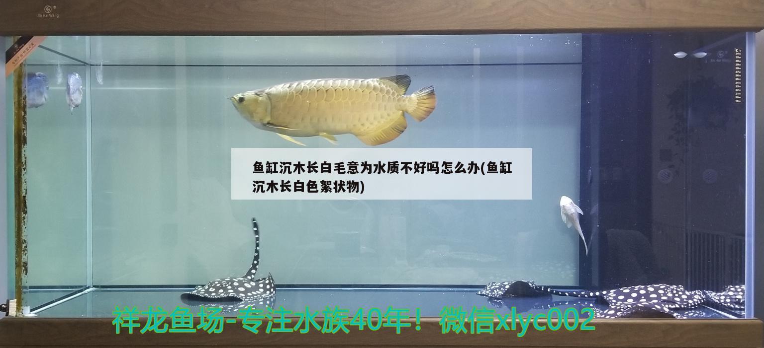 魚缸沉木長白毛意為水質不好嗎怎么辦(魚缸沉木長白色絮狀物)
