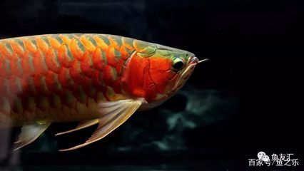 龍魚喂什么好消化：喂龍魚好消化的食物應該是營養豐富、易于消化的動物性飼料 龍魚喂什么好消化：喂龍魚好消化的食物應該是營養豐富、易于消化的動物性飼料 龍魚百科 第5張