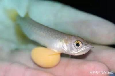 龍魚眼球變白突出來，：龍魚眼球變白怎么辦 龍魚眼球變白突出來，：龍魚眼球變白怎么辦 龍魚百科 第3張