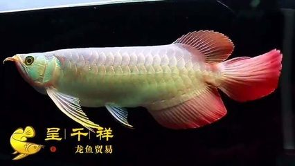 紅龍魚細框好還是粗框好（紅龍魚是細框好還是粗框好？）