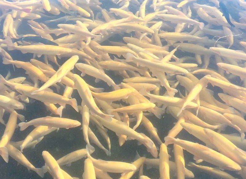 金鱒魚為何不建議吃