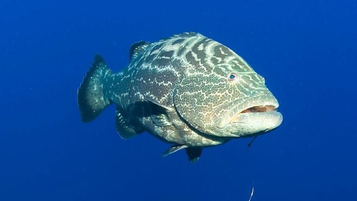 金鱒魚為何不建議吃