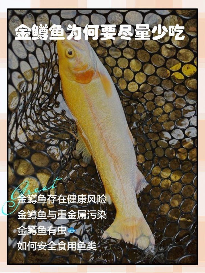 金鱒魚為何不建議吃