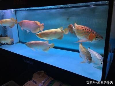 龍魚的飼養(yǎng)條件有哪些要求（飼養(yǎng)龍魚的主要條件要求）