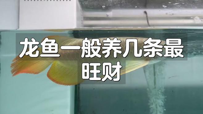 紅龍魚混養最佳幾條魚好