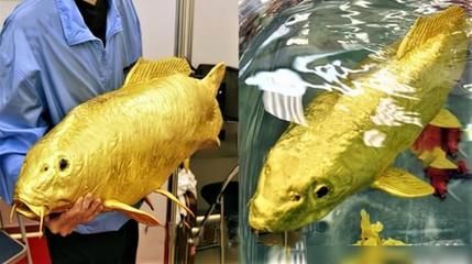 金龍魚日本控股【金龍魚為什么沒有被日本控股？】