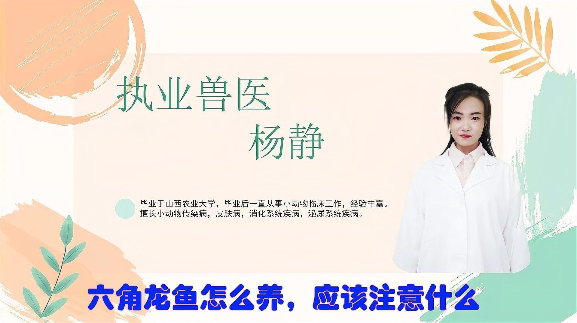 六角龍成年后如何飼養？