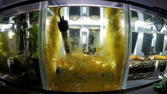 魚缸用增氧泵價格是多少:魚缸增氧機-xtrac增氧機-xtrac增氧機 龍魚缸清理褐藻的工具魚:龍魚缸清理褐藻的工具魚有哪些 龍魚百科 龍魚缸清理褐藻的工具魚:龍魚缸清理褐藻的工具魚有哪些 龍魚缸清理褐藻的工具魚:龍魚缸清理褐藻的工具魚有哪些 龍魚百科