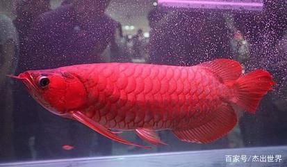 紅龍魚最貴的魚類是什么魚（世界上最貴的魚是什么魚） 紅龍魚最貴的魚類是什么魚（世界上最貴的魚是什么魚） 龍魚百科 第3張