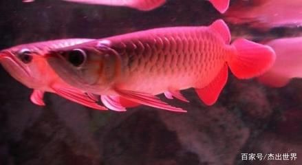 紅龍魚最貴的魚類是什么魚（世界上最貴的魚是什么魚） 紅龍魚最貴的魚類是什么魚（世界上最貴的魚是什么魚） 龍魚百科 第4張