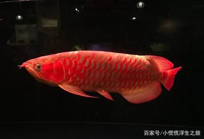 紅龍魚最貴的魚類是什么魚（世界上最貴的魚是什么魚） 紅龍魚最貴的魚類是什么魚（世界上最貴的魚是什么魚） 龍魚百科 第7張