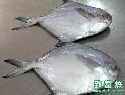 觀賞魚價格波動趨勢預測：觀賞魚價格波動趨勢預測未來幾個月的價格走勢需考慮更多變量