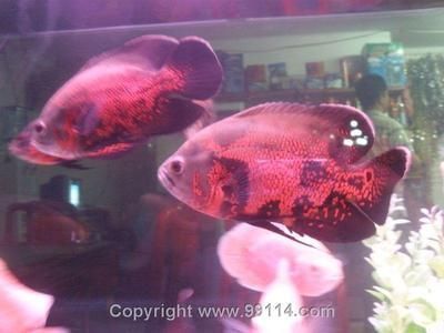 觀賞魚價格波動趨勢預測：觀賞魚價格波動趨勢預測未來幾個月的價格走勢需考慮更多變量