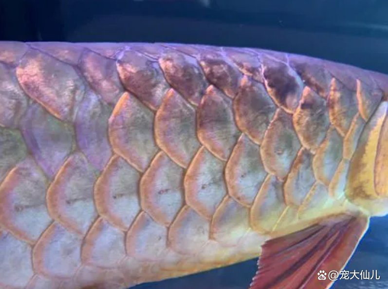 水質溫度型龍魚黑身松鱗綜合癥如何治療？