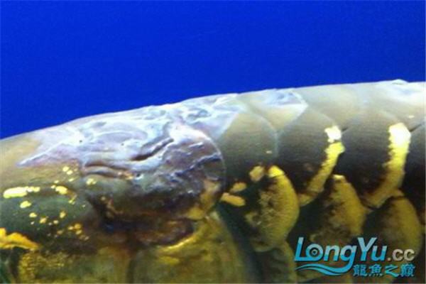 水質溫度型龍魚黑身松鱗綜合癥如何治療？