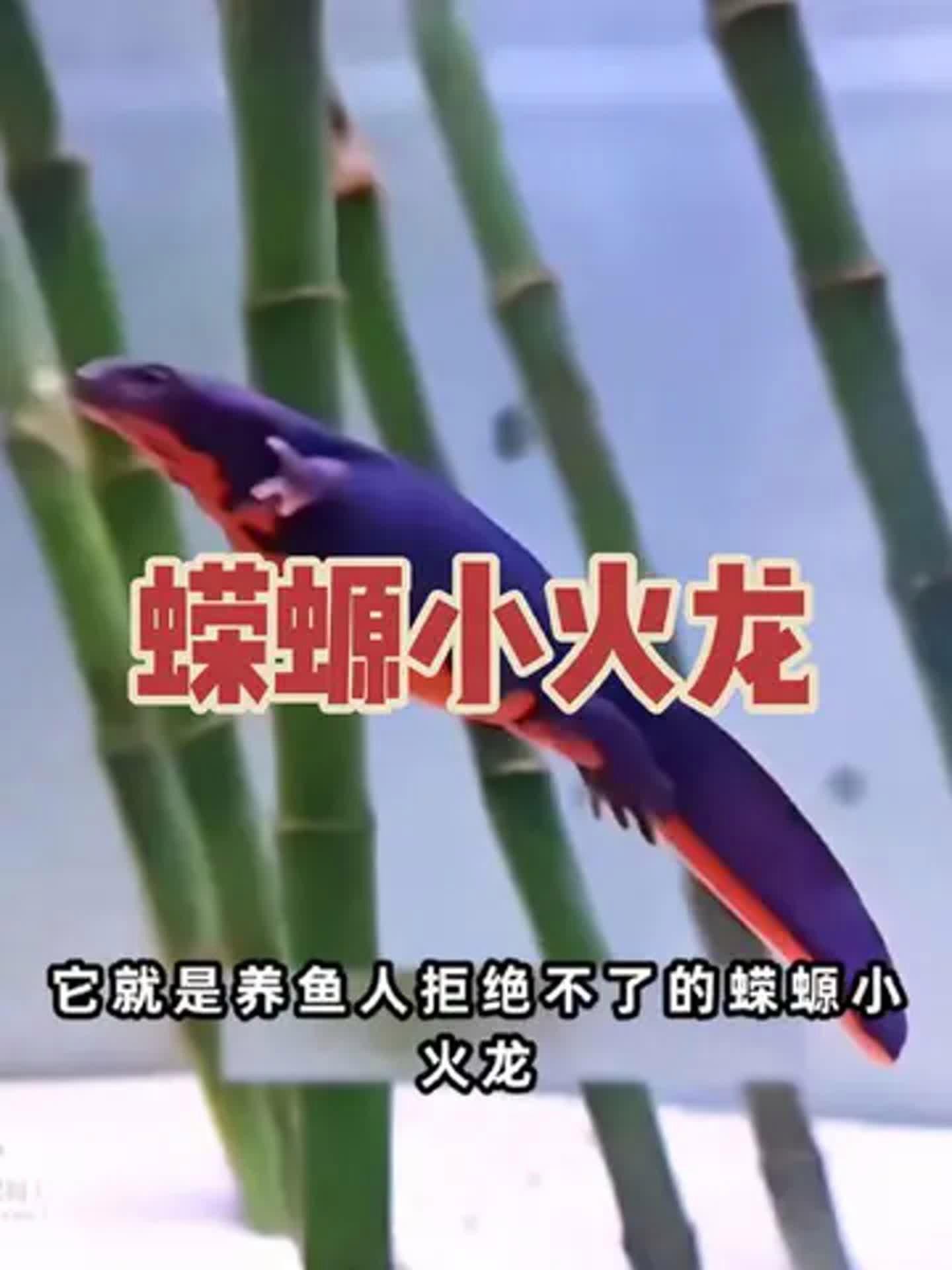小火龍魚可以喂哪些植物性食物？ 小火龍魚可以喂哪些植物性食物？ 龍魚百科 第5張