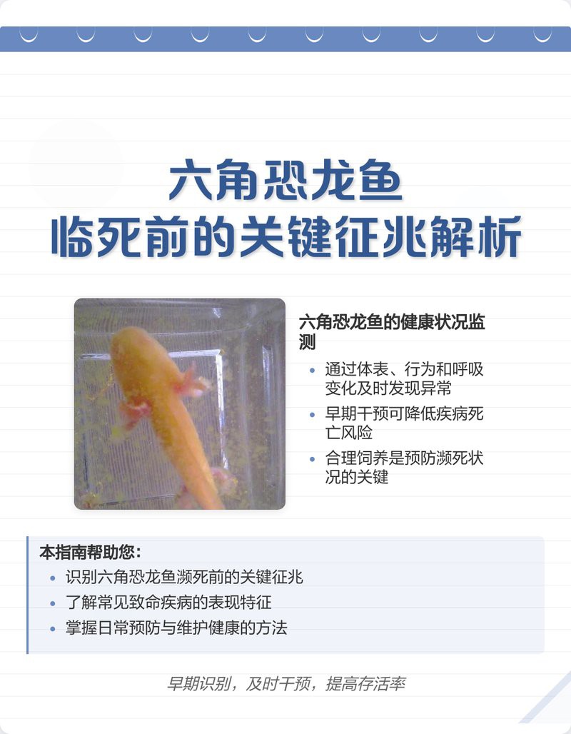六角恐龍魚不動了我碰它也不動