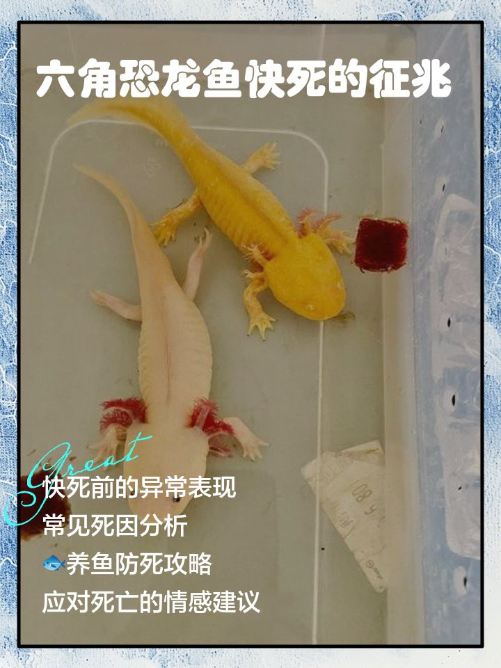 六角恐龍魚不動了我碰它也不動