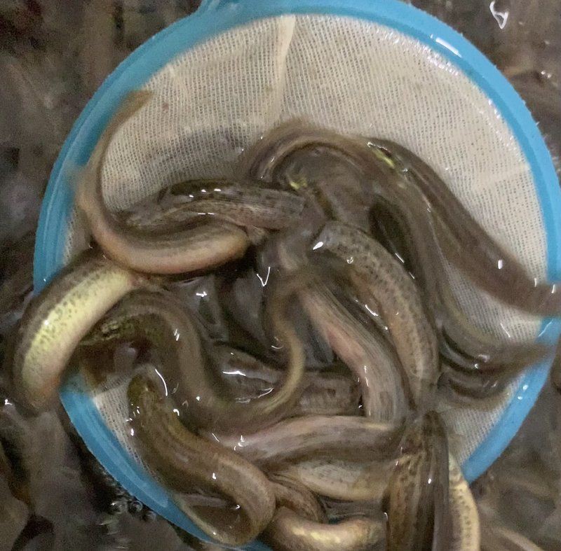 龜增色龍魚的天敵有哪些
