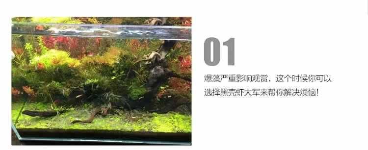 龍魚能吃觀賞黑殼蝦嗎（如果觀賞黑殼蝦和龍魚一同飼養，可能會導致觀賞黑殼蝦被吃掉）