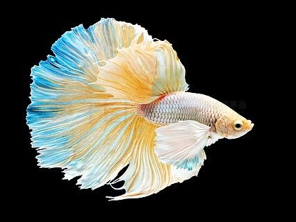 龍魚縮鰭的原因及處理方法：龍魚縮鰭怎么辦？