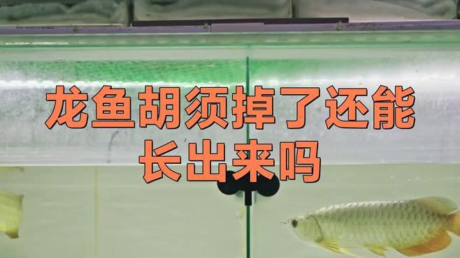 龍魚打架后多久可以恢復？ 龍魚打架后多久可以恢復？ 龍魚百科 第5張