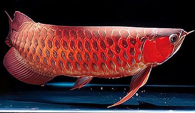 龍魚打架后多久可以恢復？ 龍魚打架后多久可以恢復？ 龍魚百科 第9張