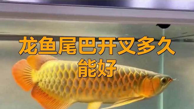 龍魚打架后多久可以恢復？ 龍魚打架后多久可以恢復？ 龍魚百科 第3張