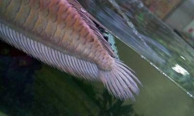 龍魚轉(zhuǎn)圈咬尾巴:龍魚轉(zhuǎn)圈咬尾巴怎么辦 龍魚百科 第1張 龍魚轉(zhuǎn)圈咬尾巴:龍魚轉(zhuǎn)圈咬尾巴怎么辦 龍魚轉(zhuǎn)圈咬尾巴:龍魚轉(zhuǎn)圈咬尾巴怎么辦 龍魚百科 第1張