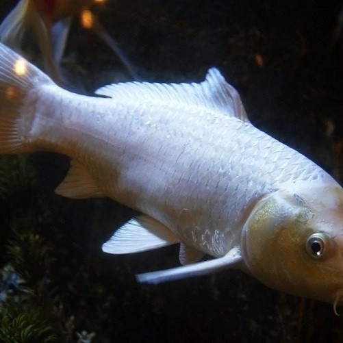 能否提供更多龍鳳魚飼養案例？ 能否提供更多龍鳳魚飼養案例？ 龍魚百科 第3張