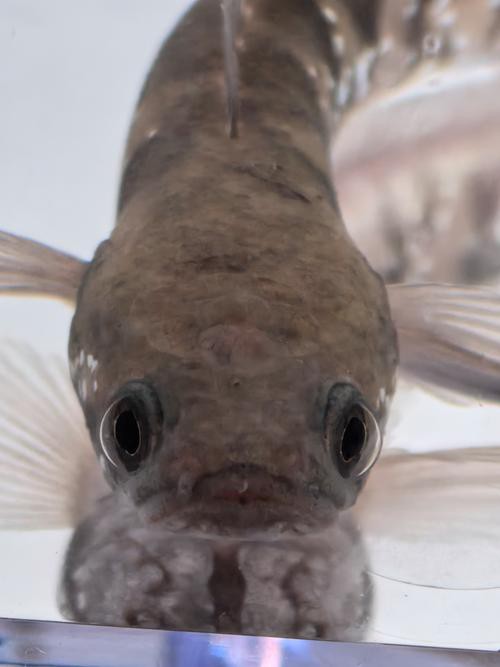 給我一張彩虹雷龍魚的照片