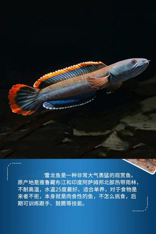給我一張彩虹雷龍魚的照片