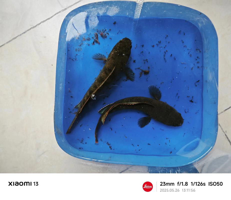 給我一張彩虹雷龍魚的照片