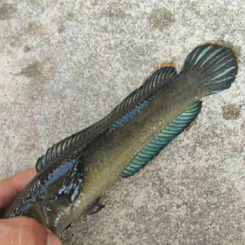 給我一張彩虹雷龍魚的照片