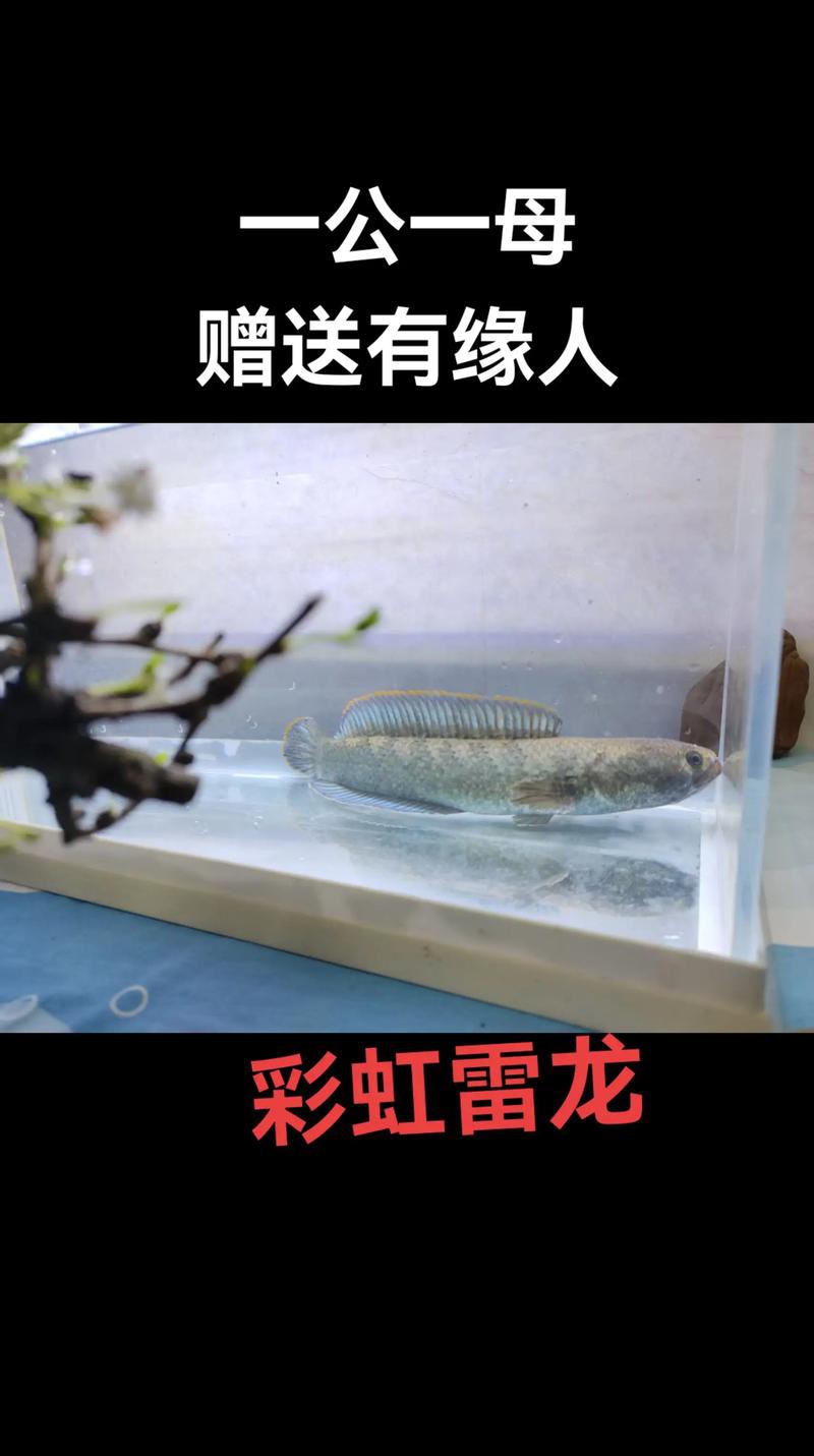 給我一張彩虹雷龍魚的照片
