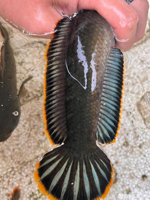 給我一張彩虹雷龍魚的照片