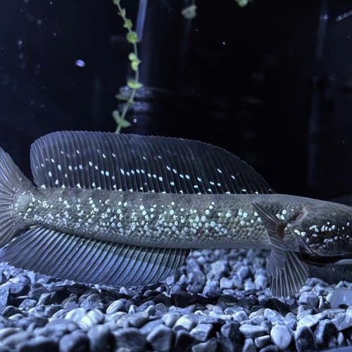 給我一張彩虹雷龍魚的照片