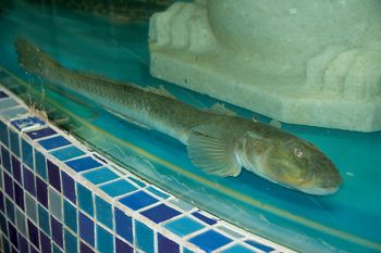 龍魚去哪里批發最便宜的：廣州花地灣越和花鳥魚蟲市場、天津龍魚價格優勢分析