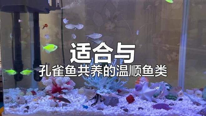 孔雀魚適合跟什么魚混養(yǎng)