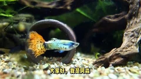 孔雀魚適合跟什么魚混養(yǎng)